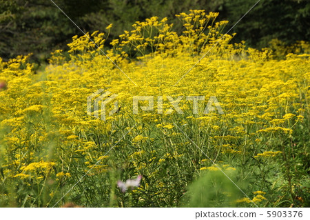 Ominae Group 5903376