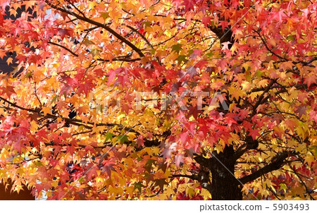 秋天葉子槭樹秋葉 5903493