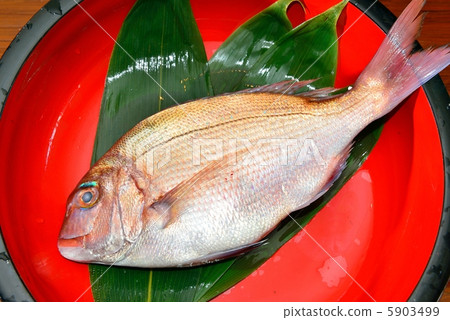 Red snapper 5903499