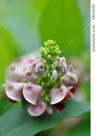 美國土豆花 5905020
