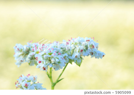 蕎麥花 5905099