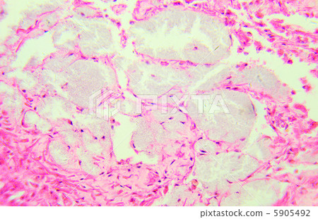 Clam gill under the microscope, background. 5905492
