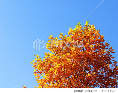 法國梧桐1的秋葉在晨光中閃耀 5905498