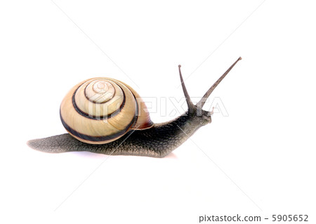 Snail Snail 5905652
