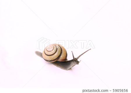 Snail Snail 5905656