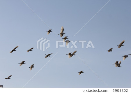 Flock of Shirajiri 5905802