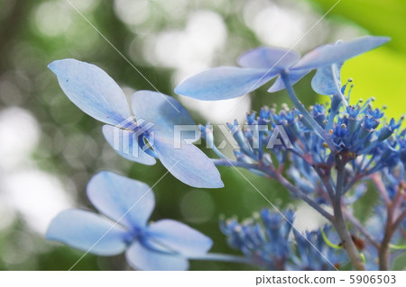 hydrangea hydrangea 5906503