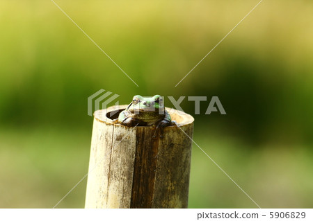 竹支柱上的青蛙！ 5906829