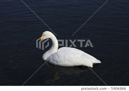 Black back swan Black back swan 5906866