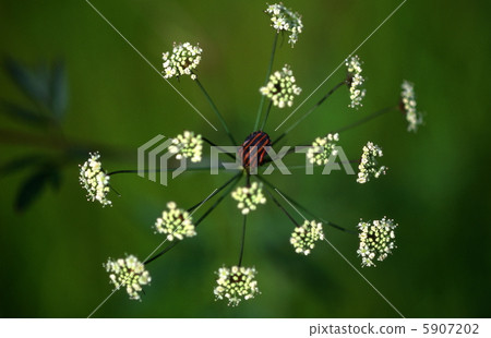 A red-striped stink bug resting on a flower of the Umbelliferae family 5907202