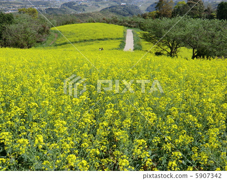 Rape flower carpet 5907342