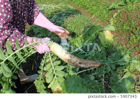 Harvest of radish 5907343