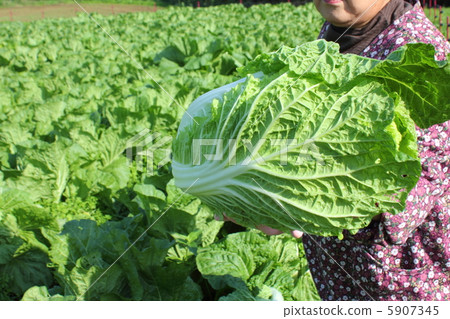 Cabbage Harvest Cabbage Harvest 5907345
