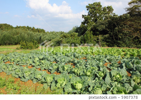 白菜田 5907378