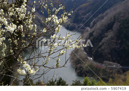 月瀨白林 月瀨白林 5907419