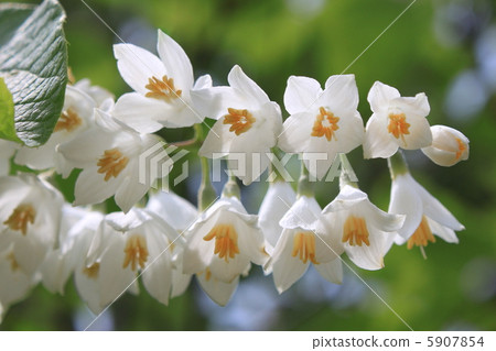 Hakuunboku flower 5907854