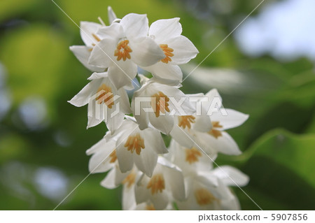 Hakuunboku花 5907856