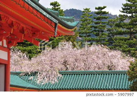 Weeping cherry tree at Heian Shrine in Kyoto 5907997