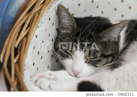 Cat's sleeping face 1 Cat's sleeping face 1 5908321