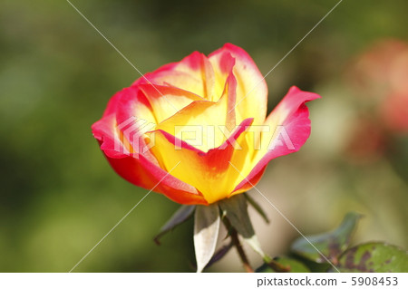 Rose Charleston 5908453