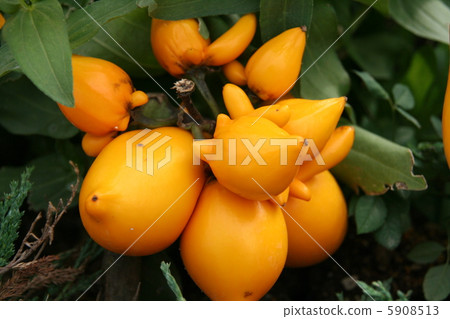 Fox Face Fox Face 5908513