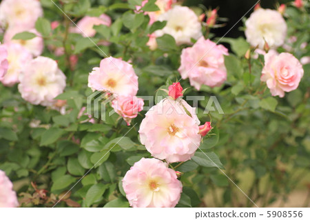 Rosemachida Rosemachida 5908556