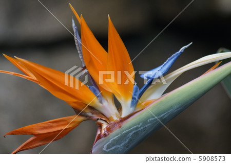 Strechia · Regine paradise flower 5908573