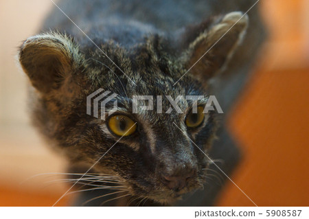 Iriomote cat (stuffed) Iriomote cat (stuffed) 5908587