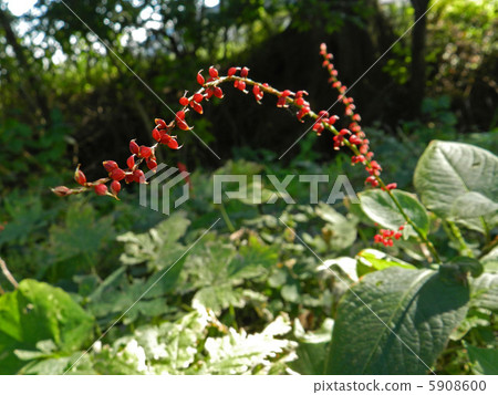 Mizuhiki (water draw) 5908600