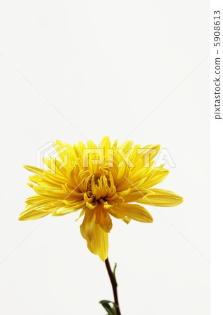 菊花 5908613