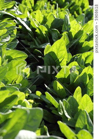 Spinach field 5908618