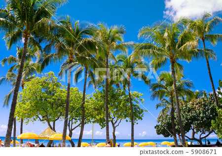 Waikiki Beach and Palm Tree 5908671