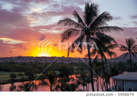 Morning glow and palm tree 5908674
