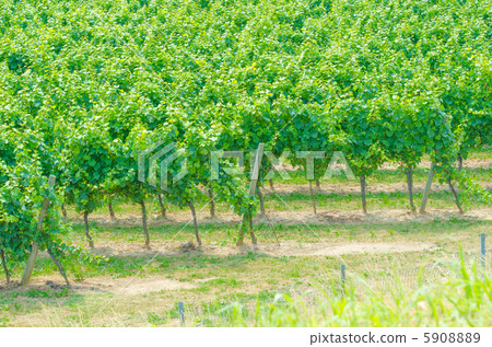 Vineyard on a bright summer day Vineyard on a bright summer day 5908889