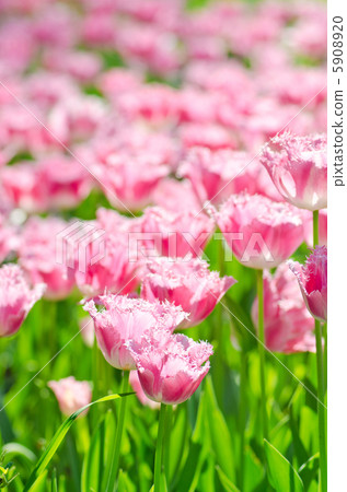 Garden with tulip flowers in summer Garden with tulip flowers in summer 5908920