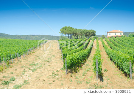 Vineyard on a bright summer day Vineyard on a bright summer day 5908921