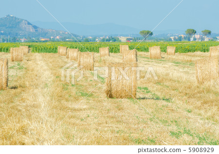 Field with rolls of hay on summer day Field with rolls of hay on summer day 5908929