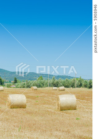 Field with rolls of hay on summer day Field with rolls of hay on summer day 5908946