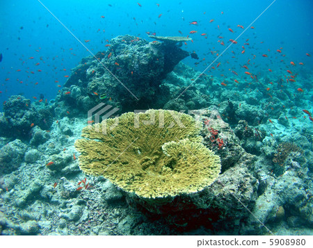 Table coral 5908980