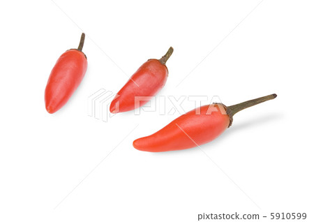 red hot chilli red hot chilli 5910599