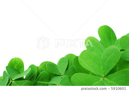 green clover green clover 5910601