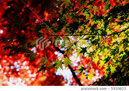 Zuisha秋葉 Zuisha秋葉 5910623