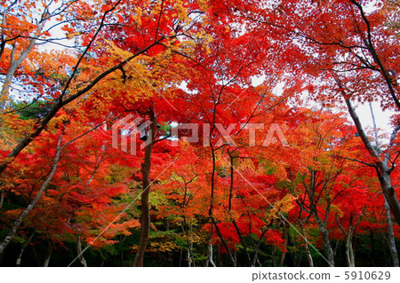 Zuisha秋葉 5910629