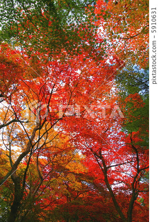 Autumn leaves of Zuisha Autumn leaves of Zuisha 5910631