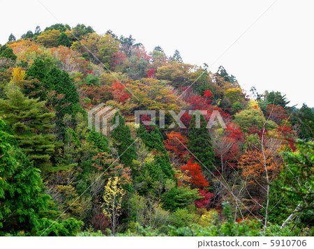 Autumn leaves of Yukihiko Mountain 5910706
