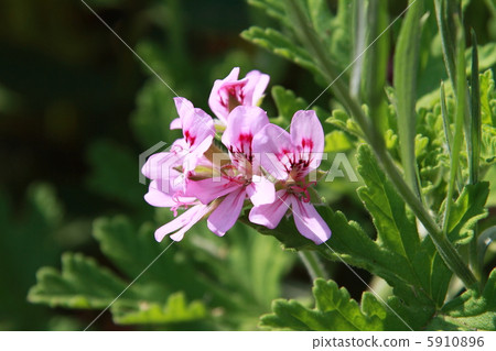 Rose geranium Rose geranium 5910896