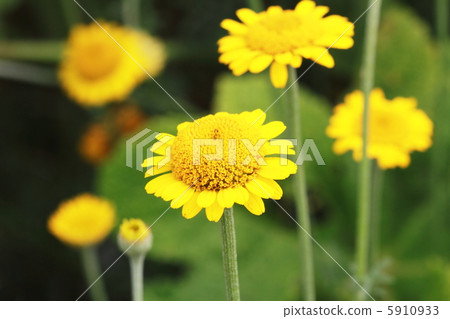Diaz camomile 5910933