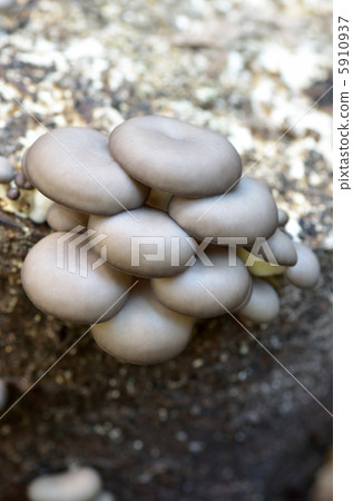 Haruka Hiratake Hiratake Momoki Haruka Hiratake Hiratake Momoki 5910937