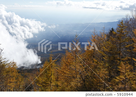 Deciduous pine Deciduous pine 5910944