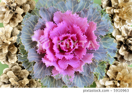 Leaves Peony and Pine cones Leaves Peony and Pine cones 5910963